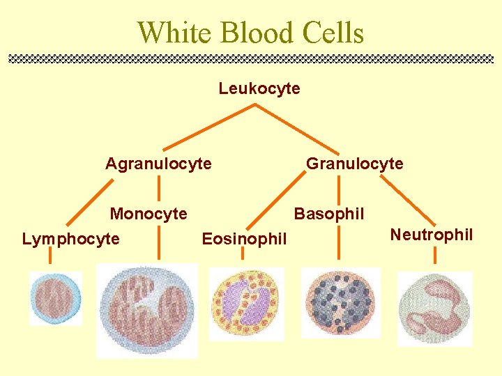 White Blood Cells Leukocyte Agranulocyte Granulocyte Monocyte Basophil Lymphocyte Eosinophil Neutrophil 