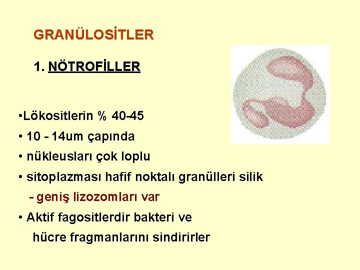 GRANÜLOSİTLER 1. NÖTROFİLLER • Lökositlerin % 40 -45 • 10 - 14 um çapında