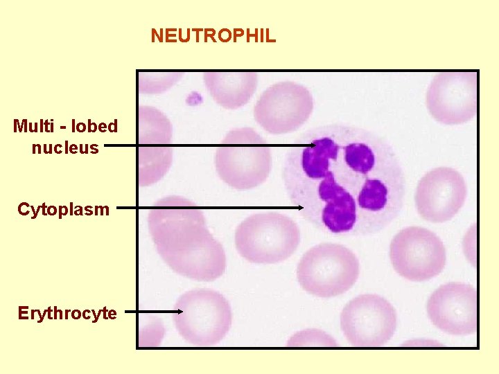 NEUTROPHIL Multi - lobed nucleus Cytoplasm Erythrocyte 