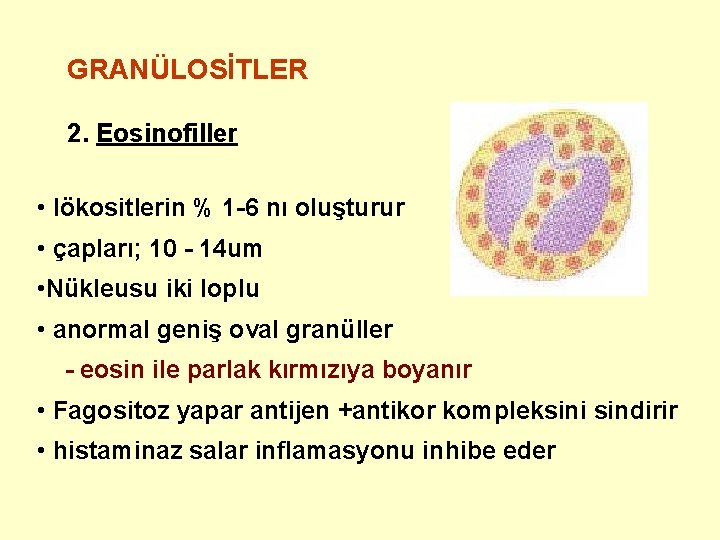 GRANÜLOSİTLER 2. Eosinofiller • lökositlerin % 1 -6 nı oluşturur • çapları; 10 -