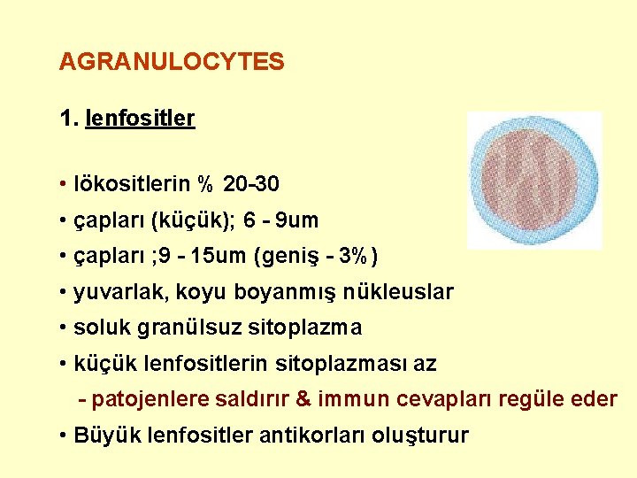 AGRANULOCYTES 1. lenfositler • lökositlerin % 20 -30 • çapları (küçük); 6 - 9