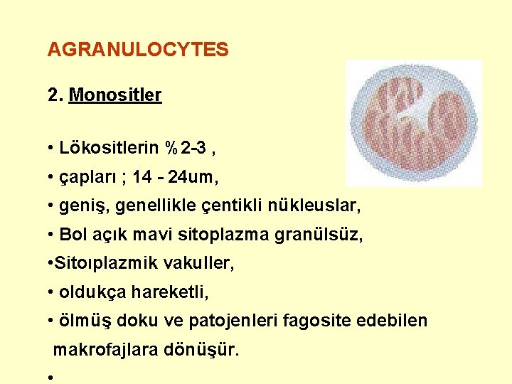 AGRANULOCYTES 2. Monositler • Lökositlerin %2 -3 , • çapları ; 14 - 24