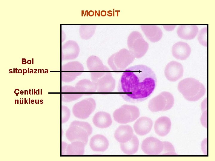 MONOSİT Bol sitoplazma Çentikli nükleus 