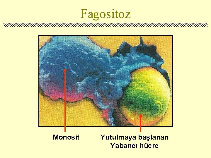 Fagositoz Monosit Yutulmaya başlanan Yabancı hücre 