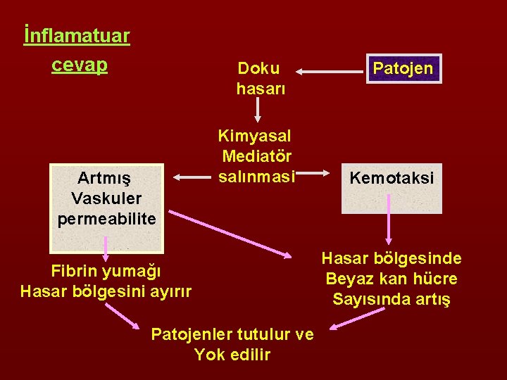 İnflamatuar cevap Doku hasarı Artmış Vaskuler permeabilite Kimyasal Mediatör salınmasi Fibrin yumağı Hasar bölgesini