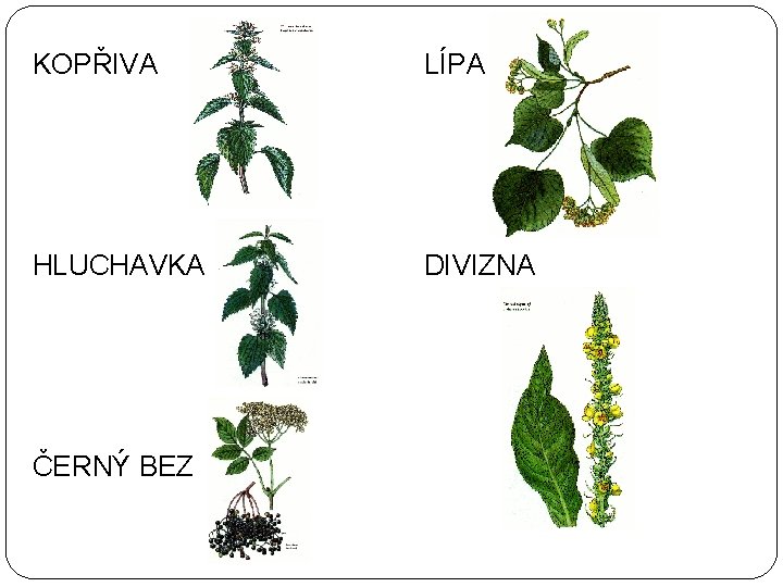 KOPŘIVA LÍPA HLUCHAVKA DIVIZNA ČERNÝ BEZ 