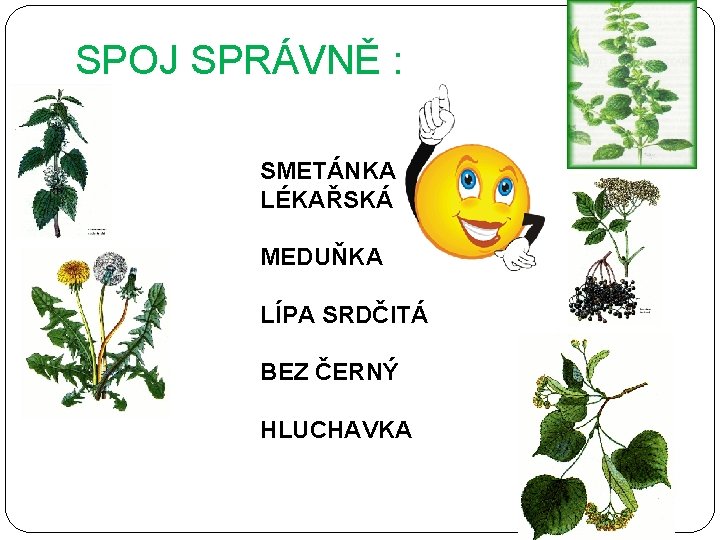 SPOJ SPRÁVNĚ : SMETÁNKA LÉKAŘSKÁ MEDUŇKA LÍPA SRDČITÁ BEZ ČERNÝ HLUCHAVKA 