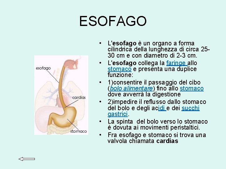 ESOFAGO • L'esofago è un organo a forma cilindrica della lunghezza di circa 2530