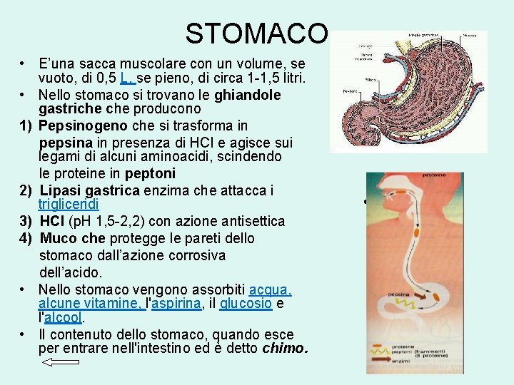 STOMACO • E’una sacca muscolare con un volume, se vuoto, di 0, 5 L,