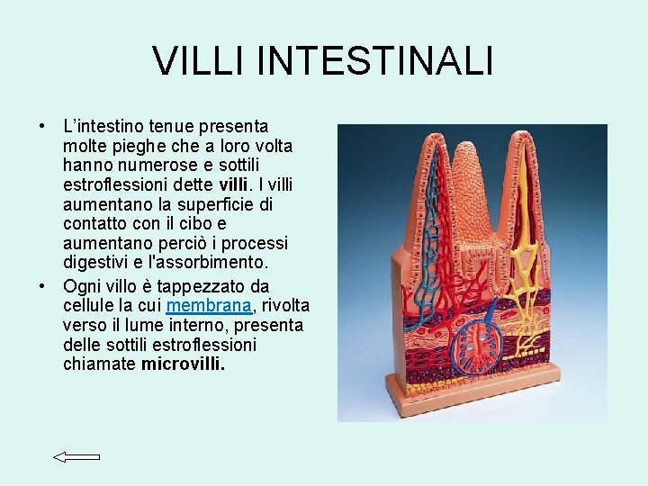 VILLI INTESTINALI • L’intestino tenue presenta molte pieghe che a loro volta hanno numerose