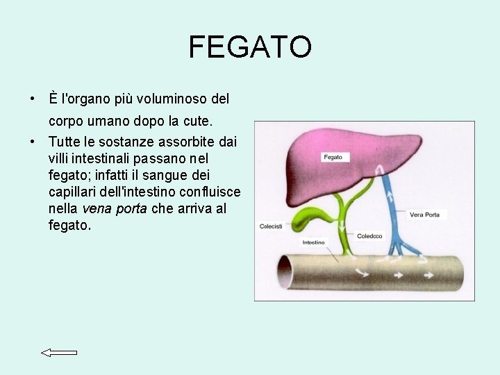 FEGATO • È l'organo più voluminoso del corpo umano dopo la cute. • Tutte