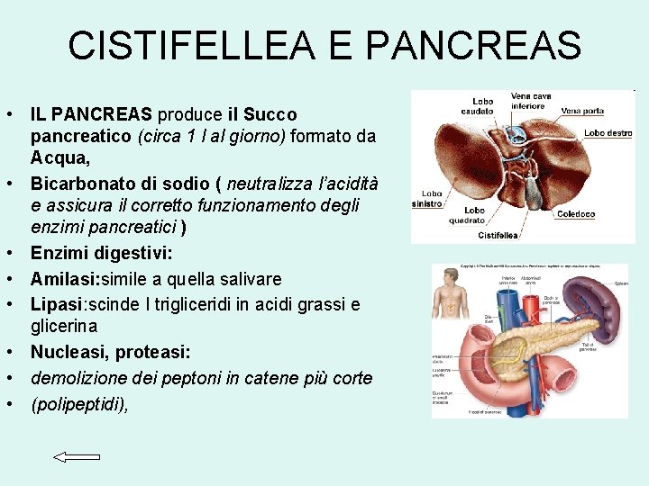 CISTIFELLEA E PANCREAS • IL PANCREAS produce il Succo pancreatico (circa 1 l al