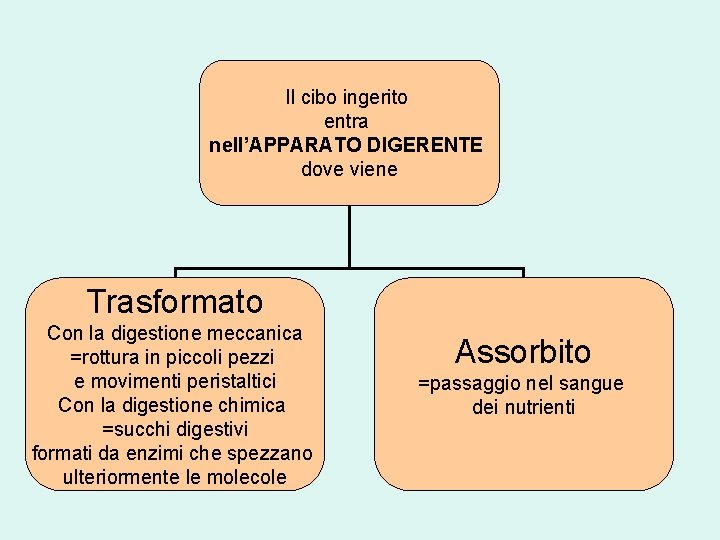 Il cibo ingerito entra nell’APPARATO DIGERENTE dove viene Trasformato Con la digestione meccanica =rottura