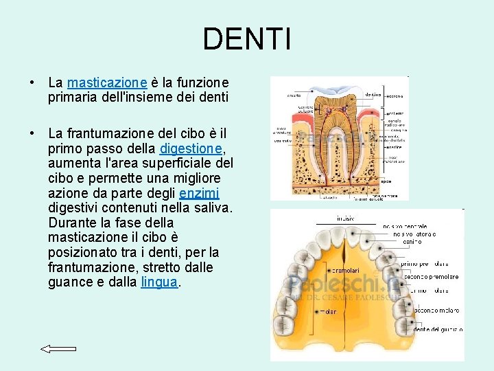 DENTI • La masticazione è la funzione primaria dell'insieme dei denti • La frantumazione