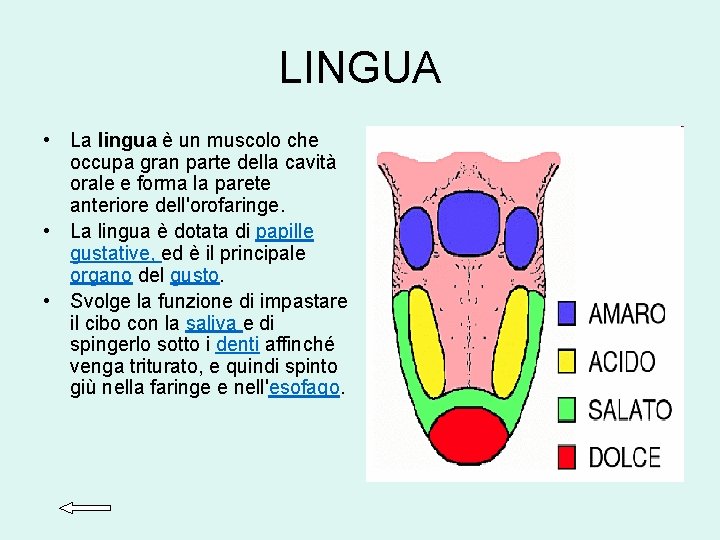 LINGUA • La lingua è un muscolo che occupa gran parte della cavità orale