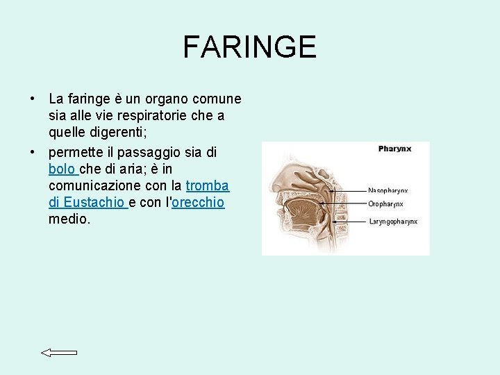 FARINGE • La faringe è un organo comune sia alle vie respiratorie che a