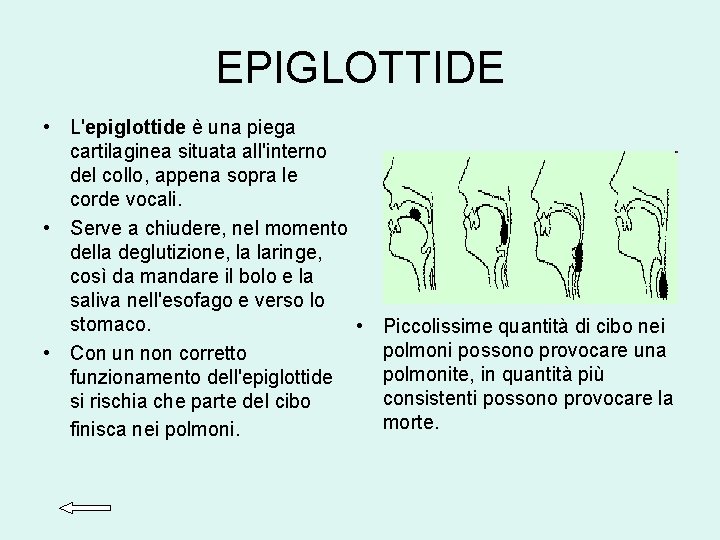 EPIGLOTTIDE • L'epiglottide è una piega cartilaginea situata all'interno del collo, appena sopra le