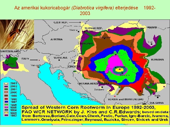 Az amerikai kukoricabogár (Diabrotica virgifera) elterjedése 19922003 22 