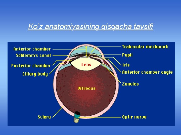 Ko’z anatomiyasining qisqacha tavsifi 