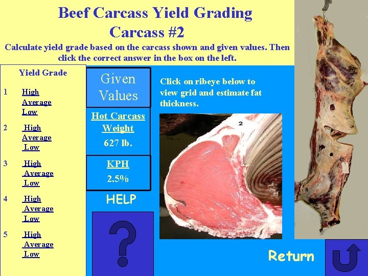 Beef Carcass Yield Grading Carcass #2 Calculate yield grade based on the carcass shown
