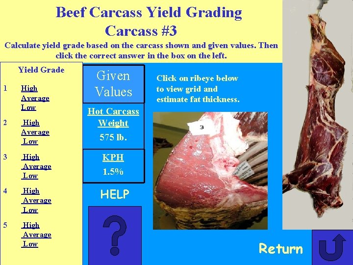 Beef Carcass Yield Grading Carcass #3 Calculate yield grade based on the carcass shown