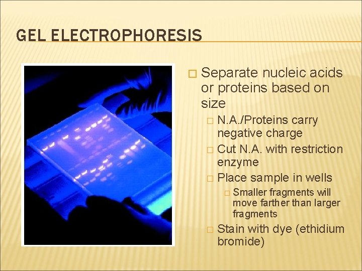 GEL ELECTROPHORESIS � Separate nucleic acids or proteins based on size N. A. /Proteins