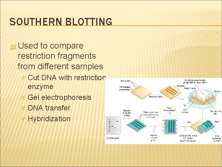 SOUTHERN BLOTTING Used to compare restriction fragments from different samples Cut DNA with restriction