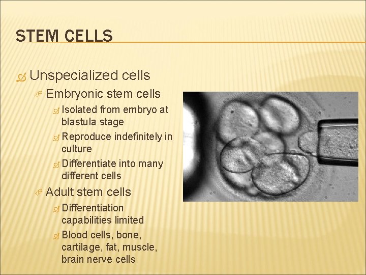 STEM CELLS Unspecialized cells Embryonic stem cells Isolated from embryo at blastula stage Reproduce
