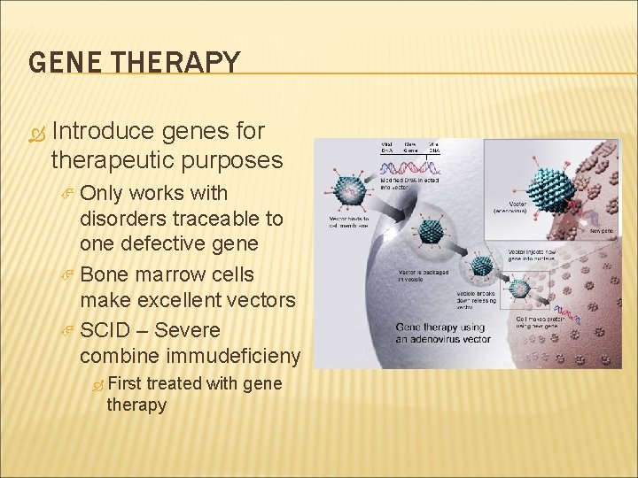 GENE THERAPY Introduce genes for therapeutic purposes Only works with disorders traceable to one