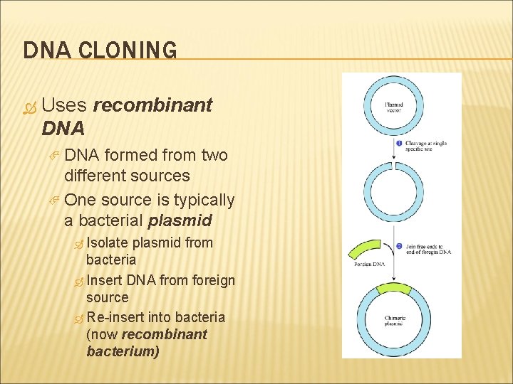 DNA CLONING Uses recombinant DNA formed from two different sources One source is typically