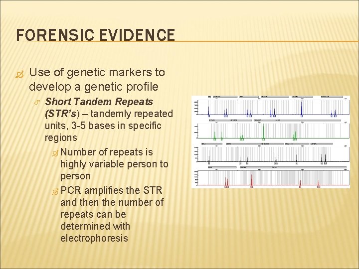 FORENSIC EVIDENCE Use of genetic markers to develop a genetic profile Short Tandem Repeats