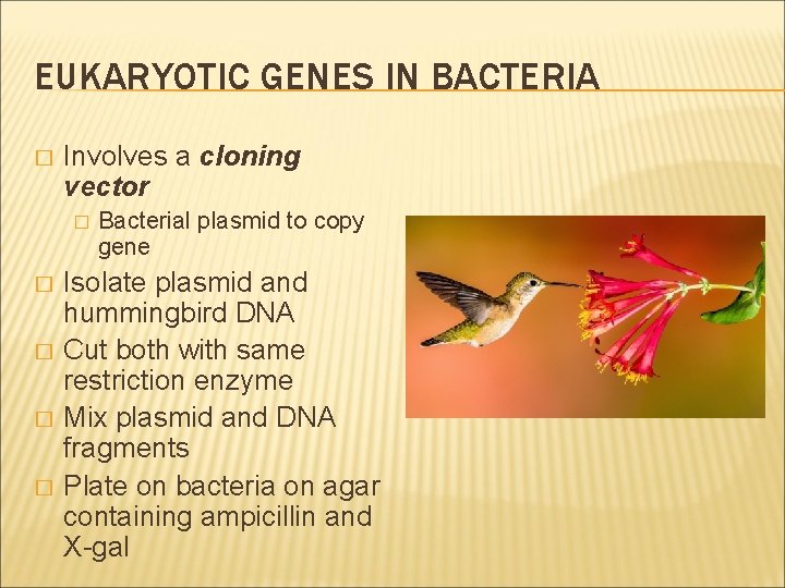EUKARYOTIC GENES IN BACTERIA � Involves a cloning vector � � � Bacterial plasmid