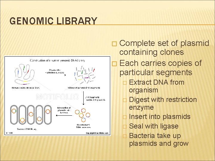 GENOMIC LIBRARY Complete set of plasmid containing clones � Each carries copies of particular