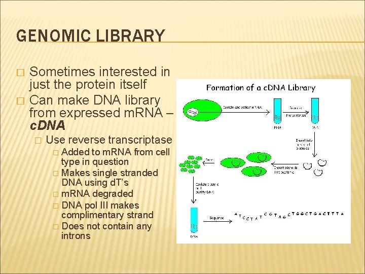 GENOMIC LIBRARY � � Sometimes interested in just the protein itself Can make DNA