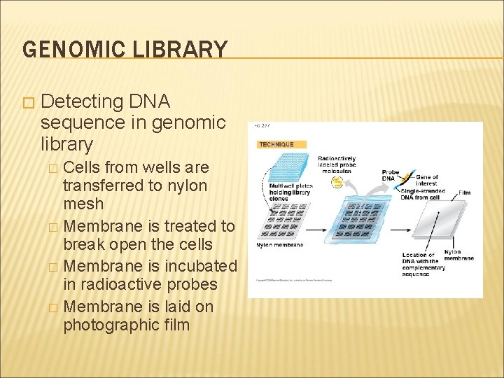 GENOMIC LIBRARY � Detecting DNA sequence in genomic library Cells from wells are transferred