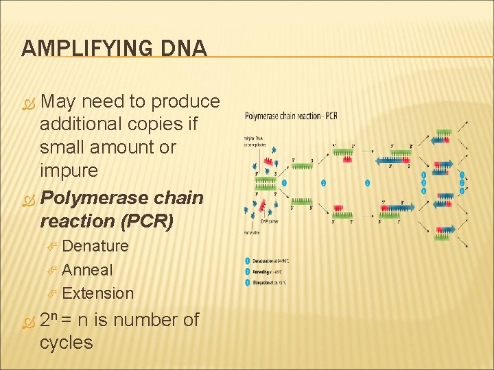 AMPLIFYING DNA May need to produce additional copies if small amount or impure Polymerase