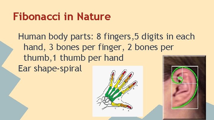 Fibonacci in Nature Human body parts: 8 fingers, 5 digits in each hand, 3