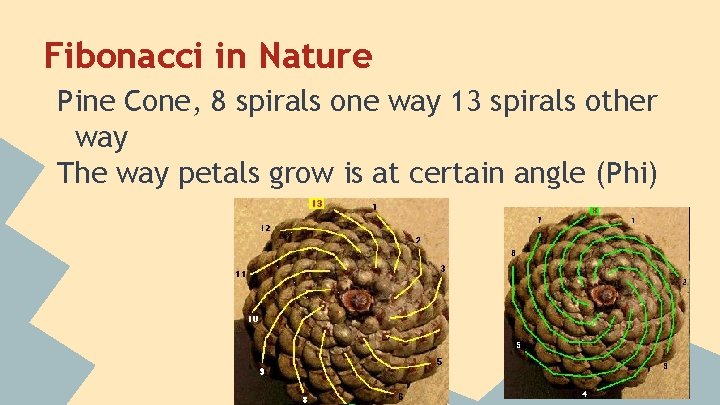 Fibonacci in Nature Pine Cone, 8 spirals one way 13 spirals other way The