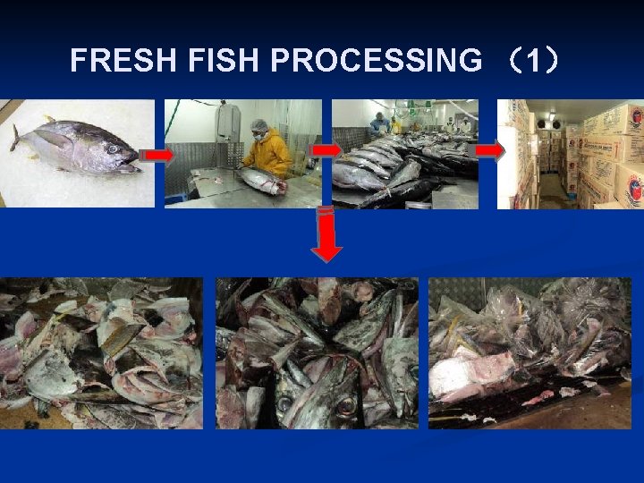 FRESH FISH PROCESSING (1)  FRESH FISH PROCESSING (1)