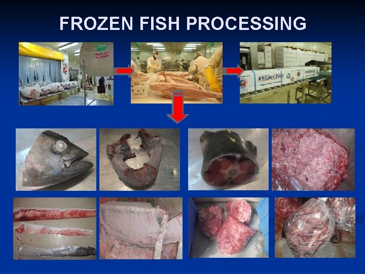 FROZEN FISH PROCESSING  FROZEN FISH PROCESSING