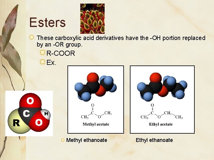 Esters These carboxylic acid derivatives have the -OH portion replaced by an -OR group.