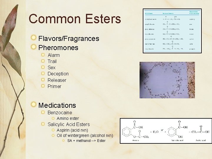 Common Esters Flavors/Fragrances Pheromones Alarm Trail Sex Deception Releaser Primer Medications Benzocaine Amino ester
