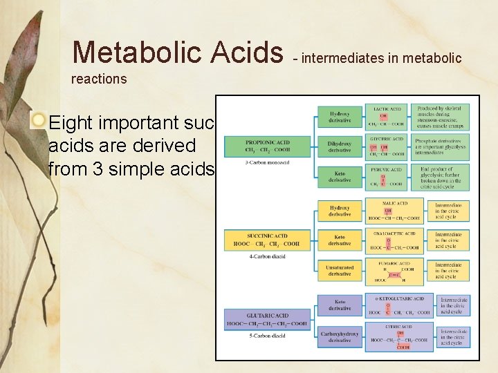 Metabolic Acids - intermediates in metabolic reactions Eight important such acids are derived from