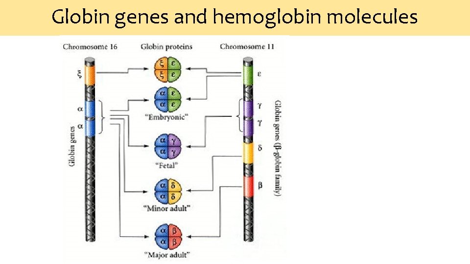 Globin genes and hemoglobin molecules 