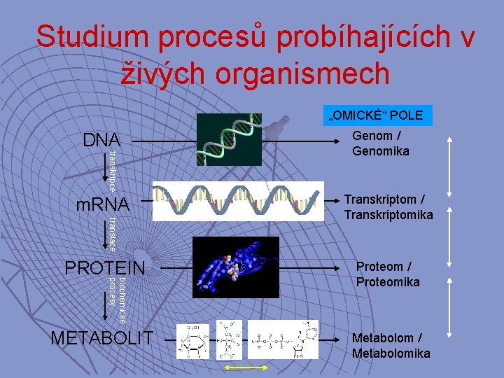 Studium procesů probíhajících v živých organismech „OMICKÉ“ POLE DNA transkripce m. RNA Genom /