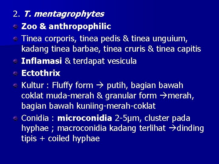 2. T. mentagrophytes Zoo & anthropophilic Tinea corporis, tinea pedis & tinea unguium, kadang