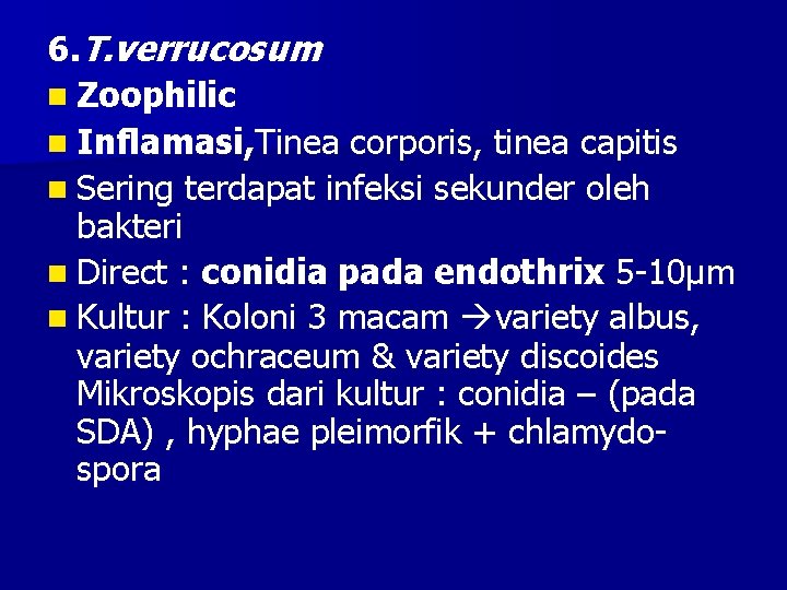 6. T. verrucosum n Zoophilic n Inflamasi, Tinea corporis, tinea capitis n Sering terdapat