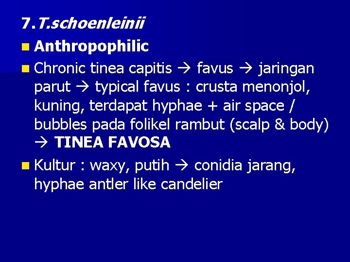 7. T. schoenleinii n Anthropophilic n Chronic tinea capitis favus jaringan parut typical favus