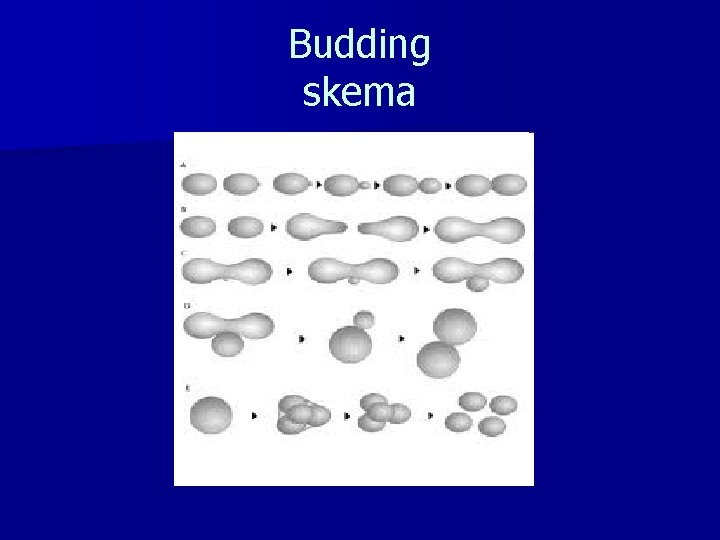 Budding skema 