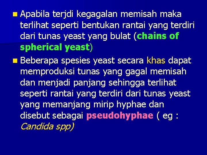 n Apabila terjdi kegagalan memisah maka terlihat seperti bentukan rantai yang terdiri dari tunas